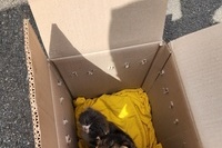 아기고양이, 강아지 ,기사님옆 조수석에 운송도중 기사님 수시 확인하면서 안전하게 주인품으로 인수인계 해 드립