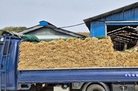 쪽파 농수산물운송 - 바로수확해서 당일배송 ,강서농산물도매시장으로